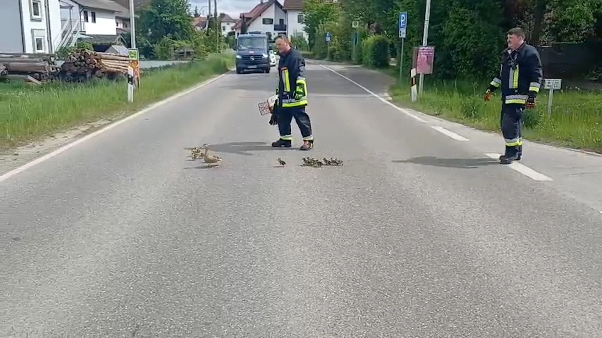 Feuerwehrleute helfen Entenfamilie beim sicheren Überqueren einer Straße, Verkehr wird gestoppt