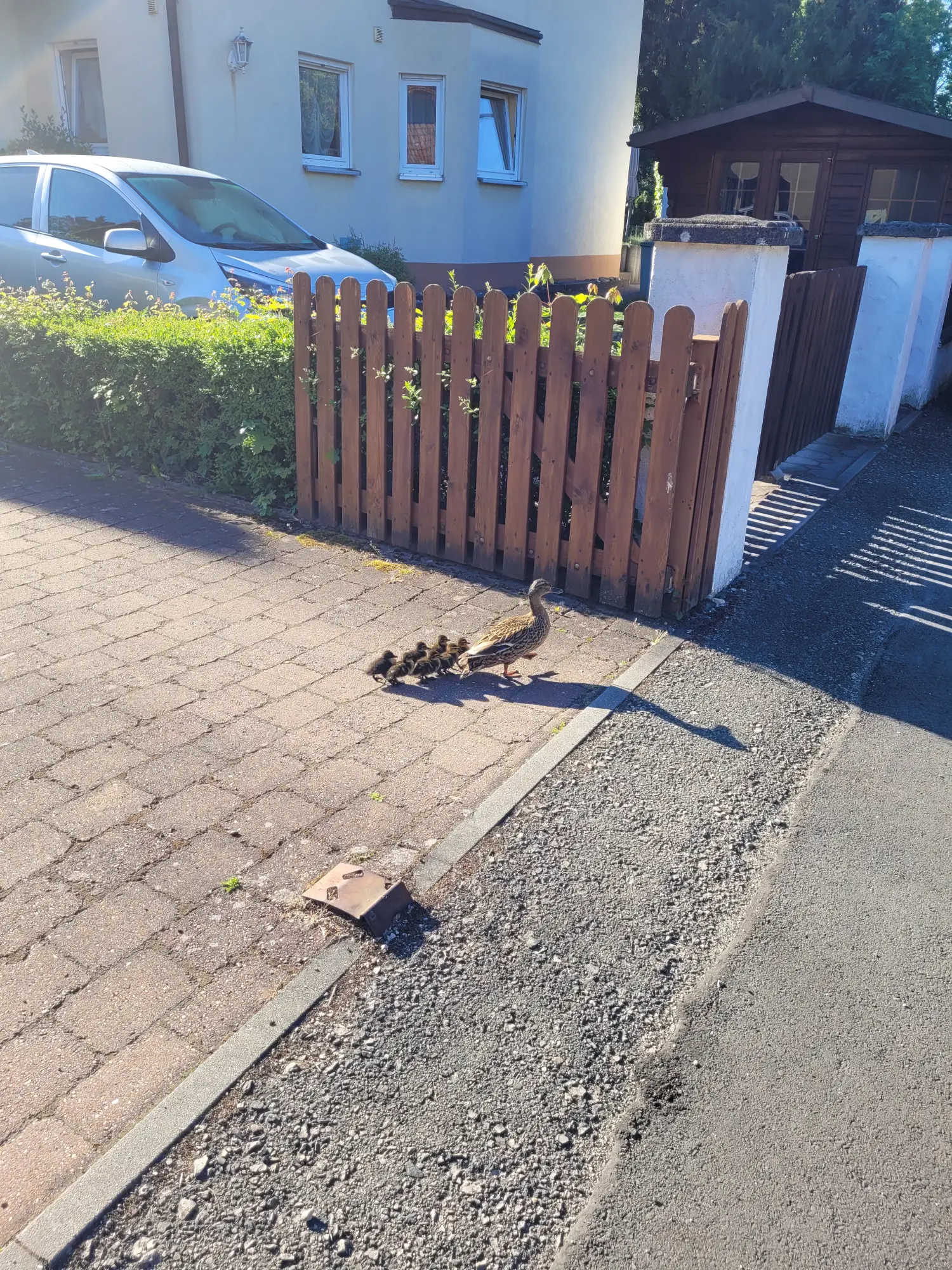 Entenmama in Not: Küken purzeln in Gully