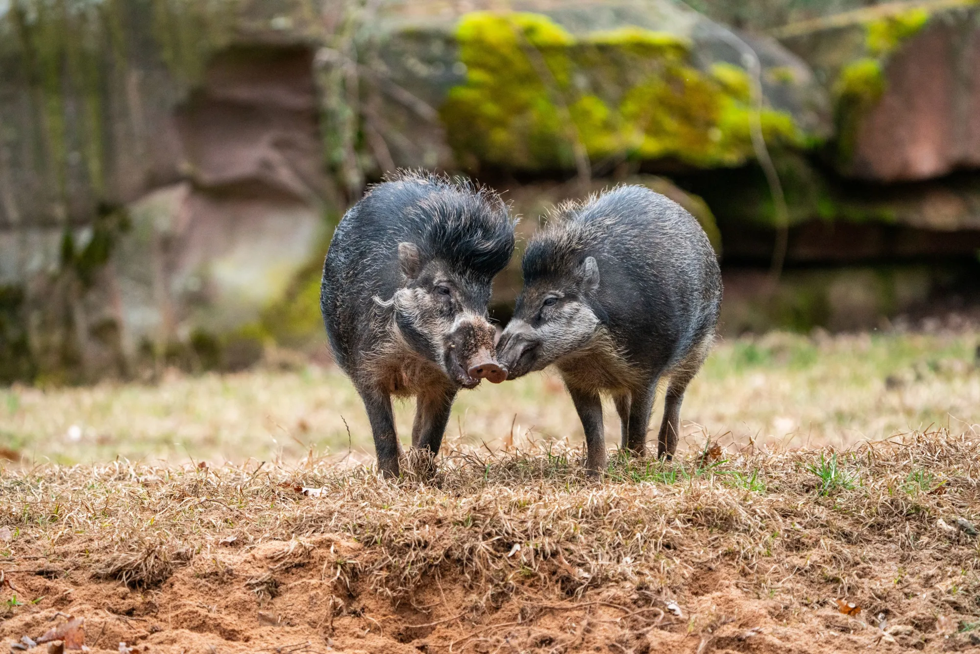 Zwei kleine Schweine mit grau-schwarzem Fell berühren sich mit den Schnauzen auf einer Wiese