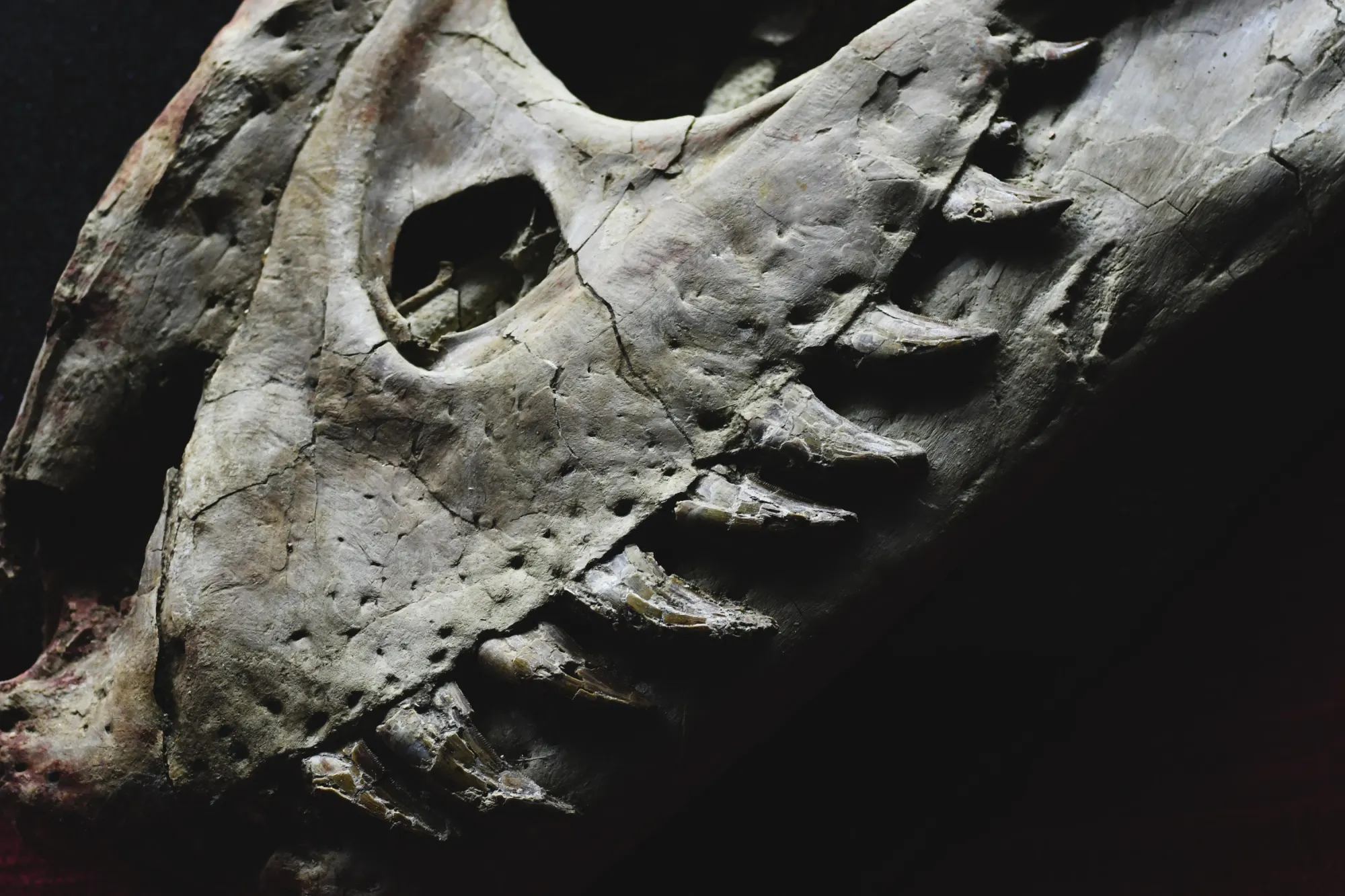 Fossiler Dinosaurierschädel mit Hörnern und Stacheln, teilweise aus Gestein freigelegt