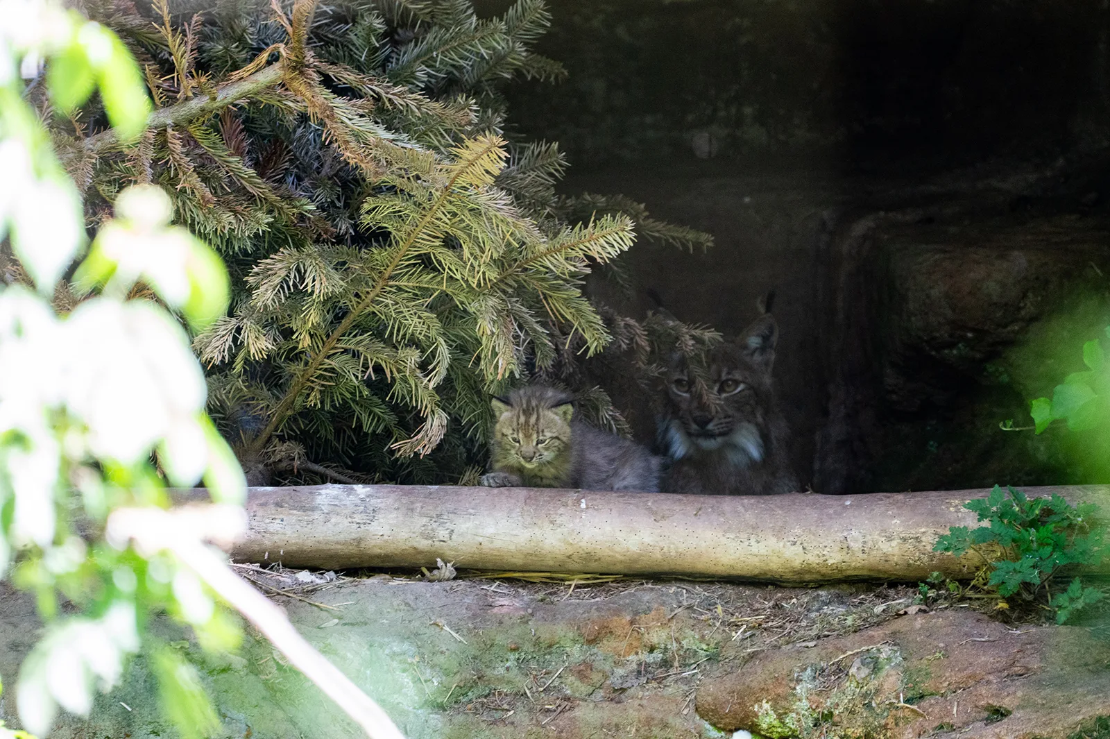 Luchse verstecken sich unter einem umgestürzten Baumstamm zwischen Nadelbäumen und Vegetation