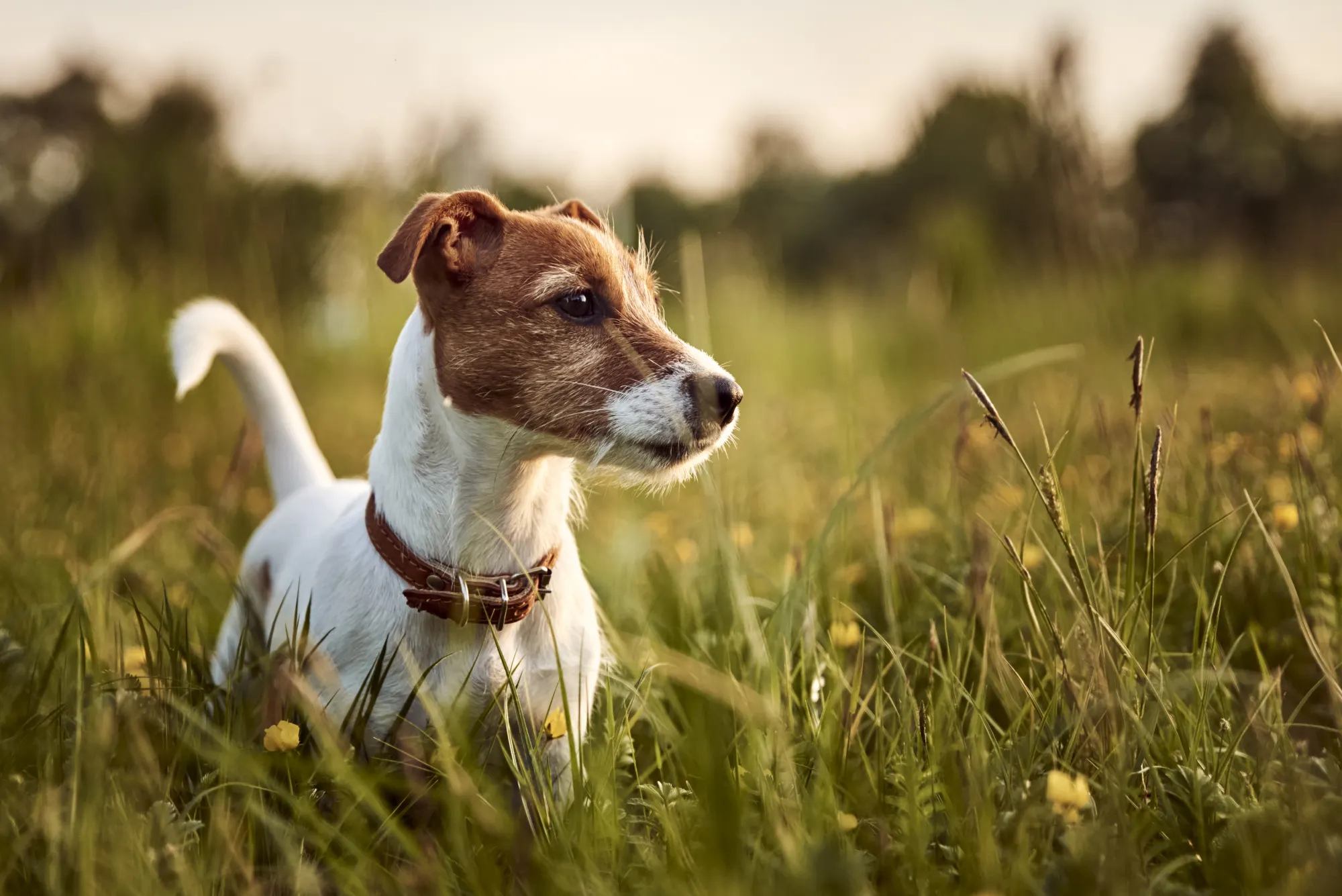 Jack Russel Terrier in einer Wiese bei Sonnenuntergang