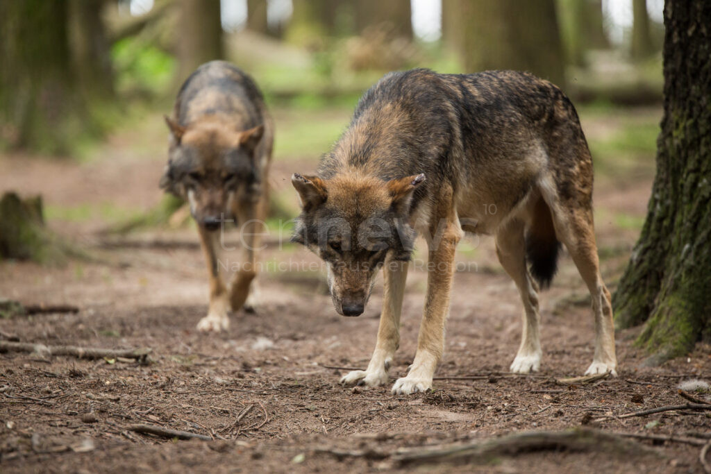 Der Schutzstatus des Wolfs in der EU soll gesenkt werden. Der Deutsche Tierschutzbund kritisiert die Entscheidung scharf und fordert verstärkten Herdenschutz.