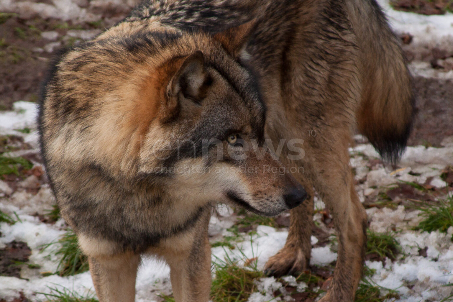 Der Schutzstatus des Wolfs in der EU soll gesenkt werden. Der Deutsche Tierschutzbund kritisiert die Entscheidung scharf und fordert verstärkten Herdenschutz.