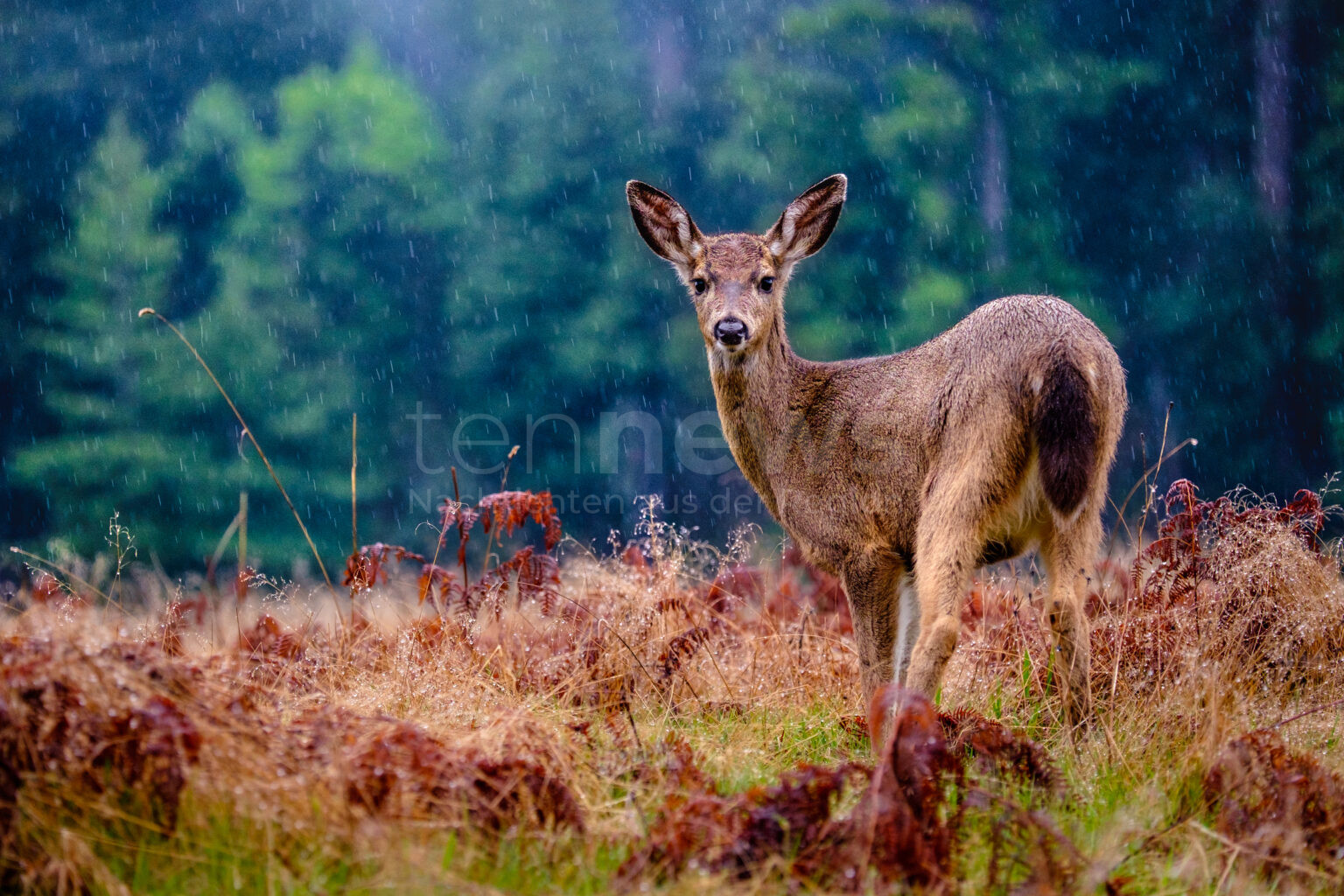 🚨 AINDLING: Am Mittwoch (04.12.2024) überschlug sich eine 22-Jährige mit ihrem Auto, nachdem querende Rehe sie zum Ausweichen zwangen. Frau leicht verletzt🦌