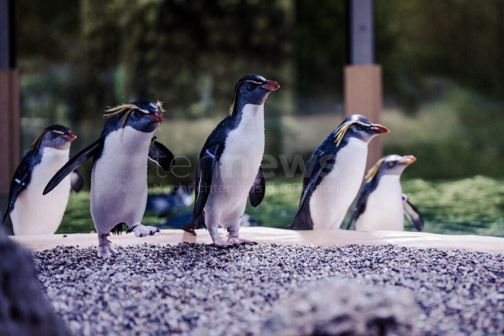 Das freut Pinguine und Besucher gleichermaßen: Nach zwei Jahren Sanierung sind die Tiere zurück in Hellabrunns Polarwelt.