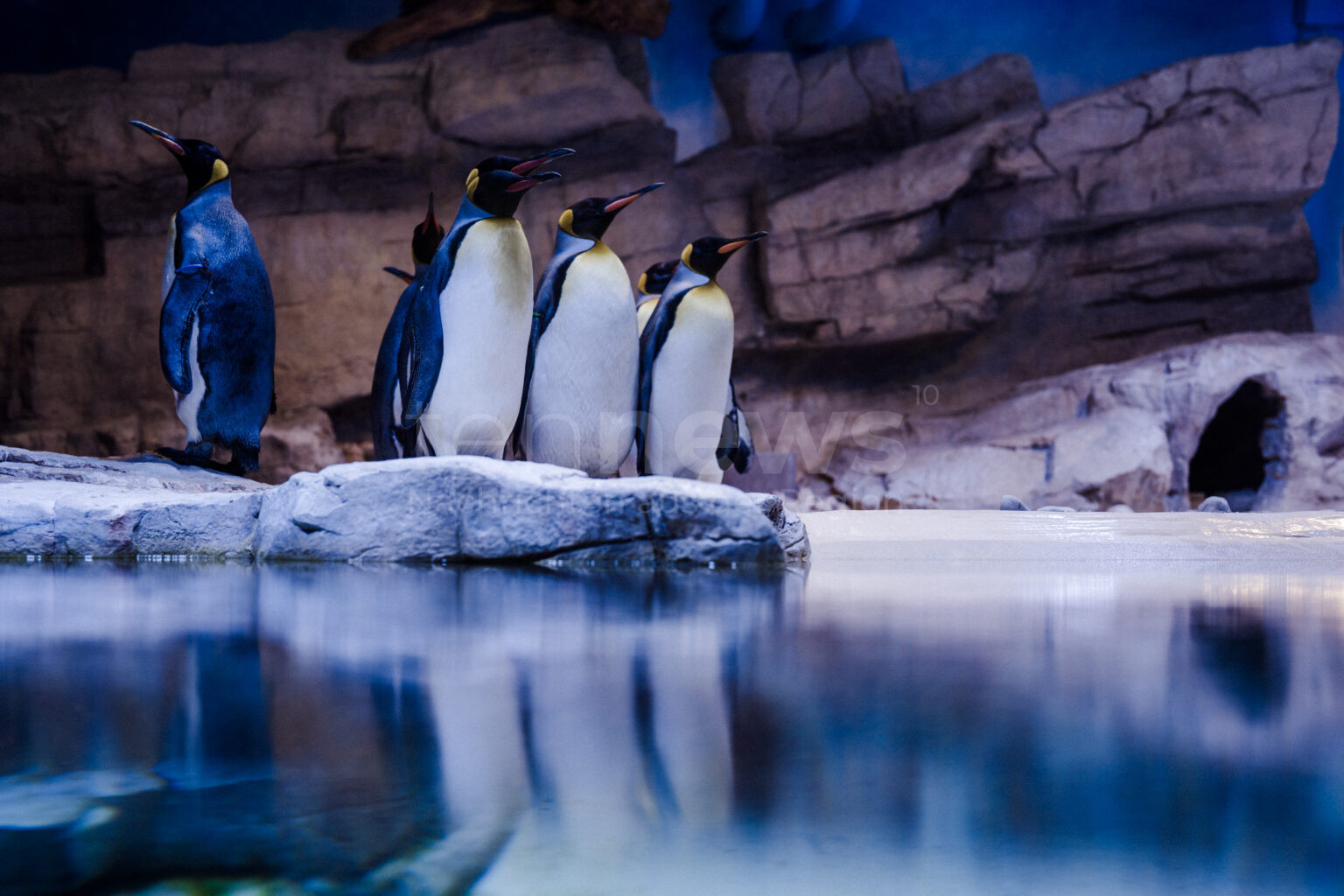 Das freut Pinguine und Besucher gleichermaßen: Nach zwei Jahren Sanierung sind die Tiere zurück in Hellabrunns Polarwelt.