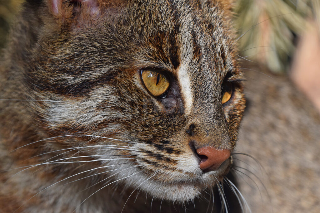 Nahaufnahme einer Seitenporträt einer Fischkatze (Prionailurus viverrinus), die zur Seite schaut