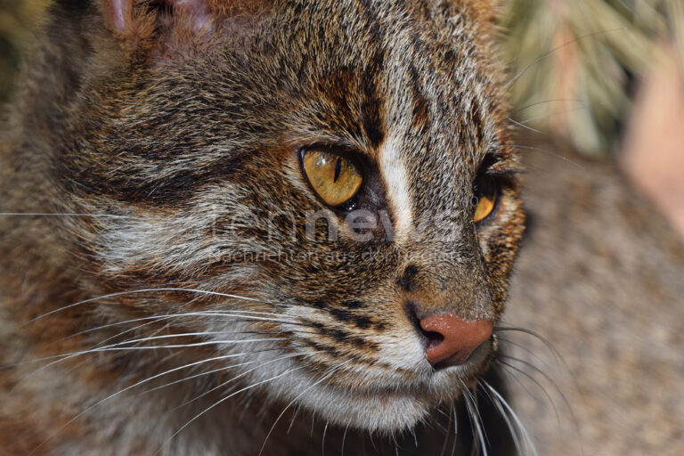 Burglengenfeld – Schockierende Tierquälerei: Ein Anwohner entdeckte am Freitag (05.01.2025) eine Katze mit Kabelbinder um den Hals. Zeugen gesucht!