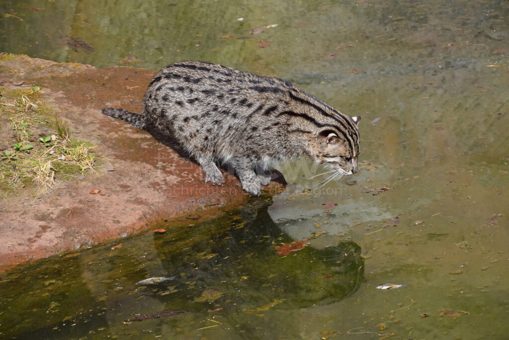 Fischkatze (Prionailurus viverrinus) beim Jagen und Beobachten von Fischen im Wasser