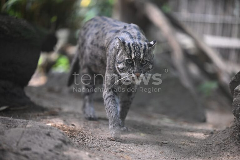 Nürnberg – Fischkatze Kumi zieht in den Tiergarten ein. Hoffnung auf Nachwuchs mit Kater Thaler – ein wichtiger Beitrag zum Schutz der gefährdeten Art!