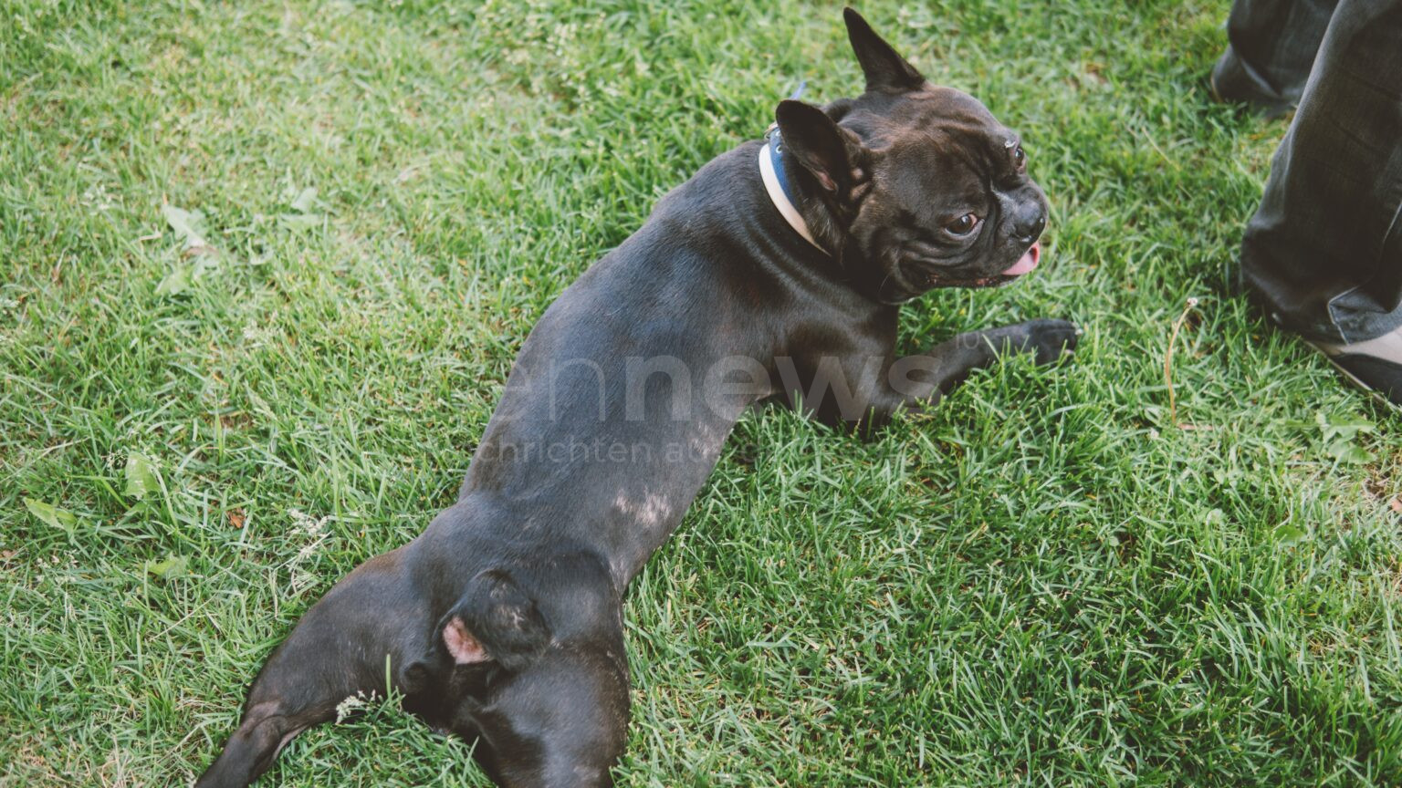 AUGSBURG/PFERSEE – Bulldogge stößt 55-Jährige zu Boden: Sturz auf Luitpoldbrücke am Samstag (28.12.2024). Polizei sucht Besitzerin und Zeugen. 📸🐾🚨