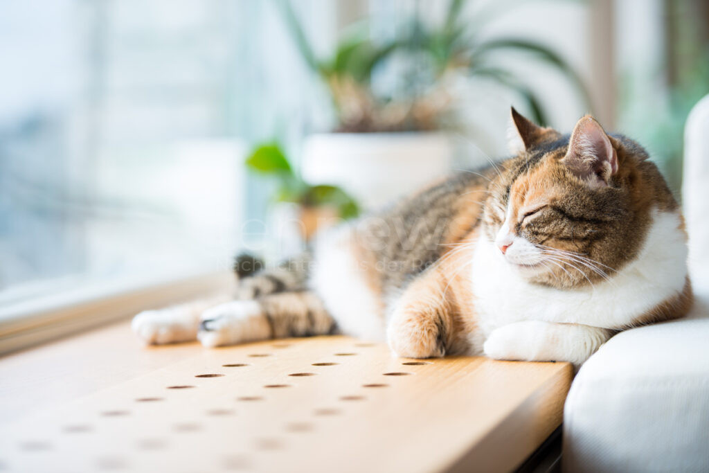 Arthrose bei Katzen bleibt oft unbemerkt. Schmerzen und Bewegungseinschränkungen sind häufige Anzeichen. Der Bundesverband für Tiergesundheit gibt Tipps.