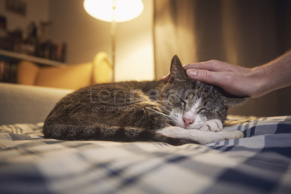 Arthrose bei Katzen bleibt oft unbemerkt. Schmerzen und Bewegungseinschränkungen sind häufige Anzeichen. Der Bundesverband für Tiergesundheit gibt Tipps.