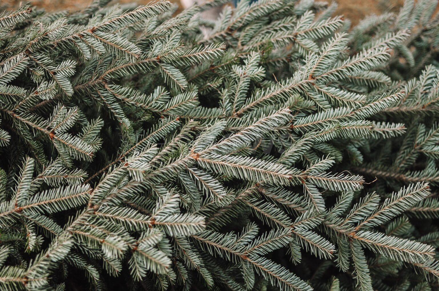 🌲 Wohin mit dem Christbaum? Im Landkreis Pfaffenhofen können Bäume kostenfrei auf Wertstoffhöfen entsorgt werden. Informieren Sie sich über Sammelaktionen und wichtige Regeln. ♻️