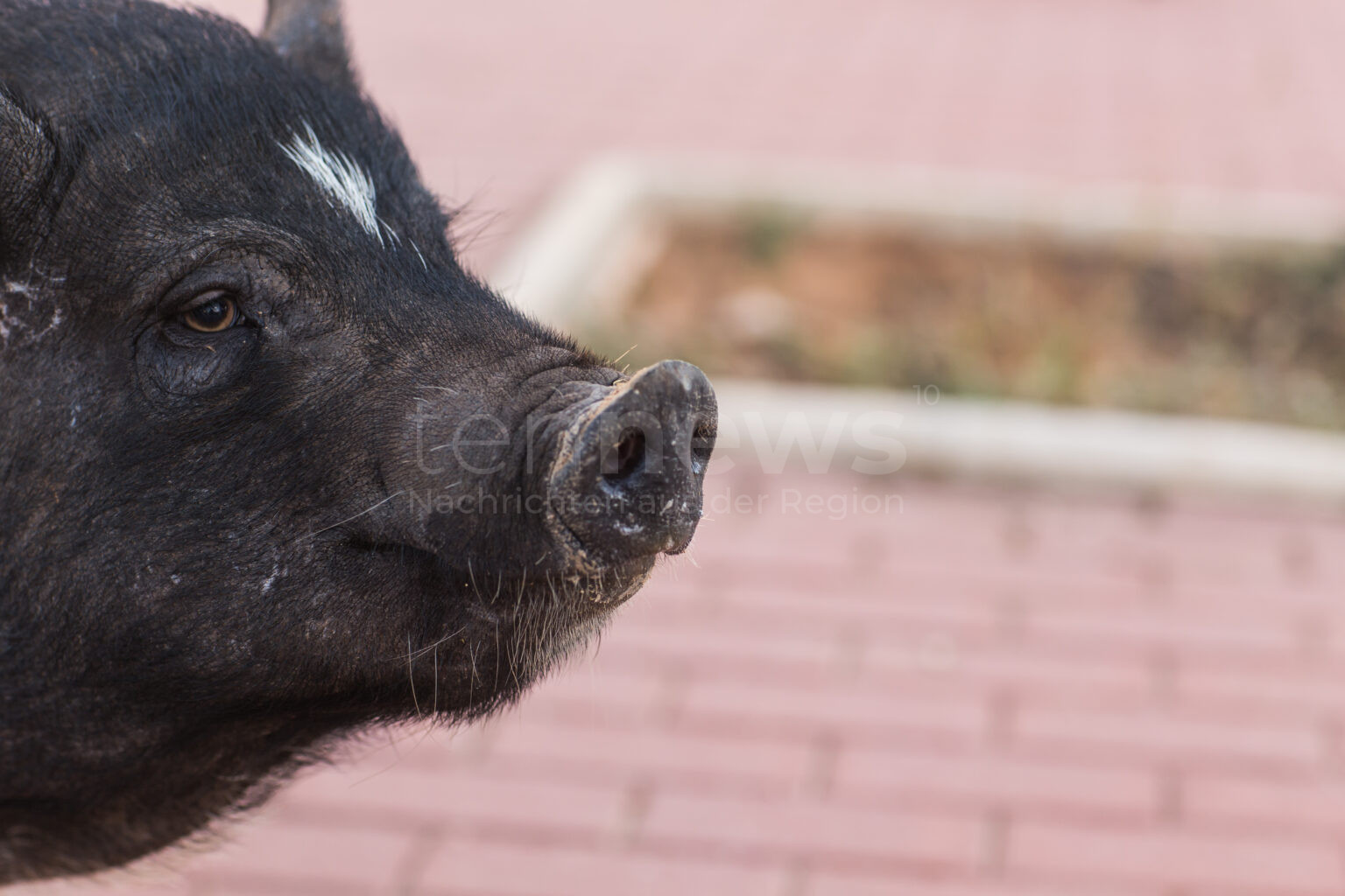 🐗 EHEKIRCHEN – Wildschwein rammt am Donnerstag (05.12.2024) einen Gartenzaun und hinterlässt 500 Euro Schaden. Polizei klärt vermeintliche Unfallflucht auf.