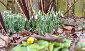 SCHROBENHAUSEN – Die ersten Schneeglöckchen sprießen, die Sonne sorgt für milde Temperaturen am Donnerstag (20.02.2025). Der Frühling zeigt sich zaghaft.