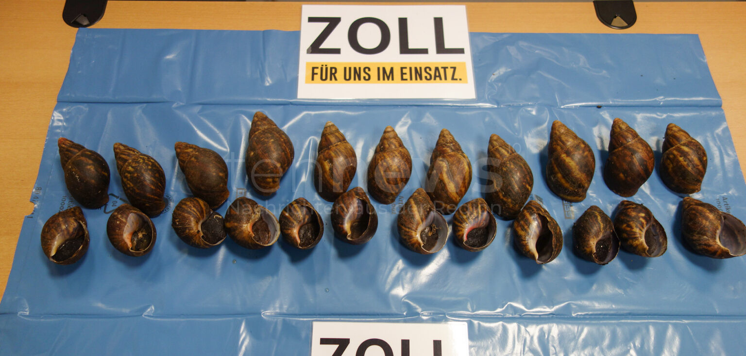 NÜRNBERG – Der Zoll stoppte am Flughafen einen Reisenden mit 23 Riesenschnecken im Gepäck. Die Tiere landeten nun bei Hobbyzüchtern