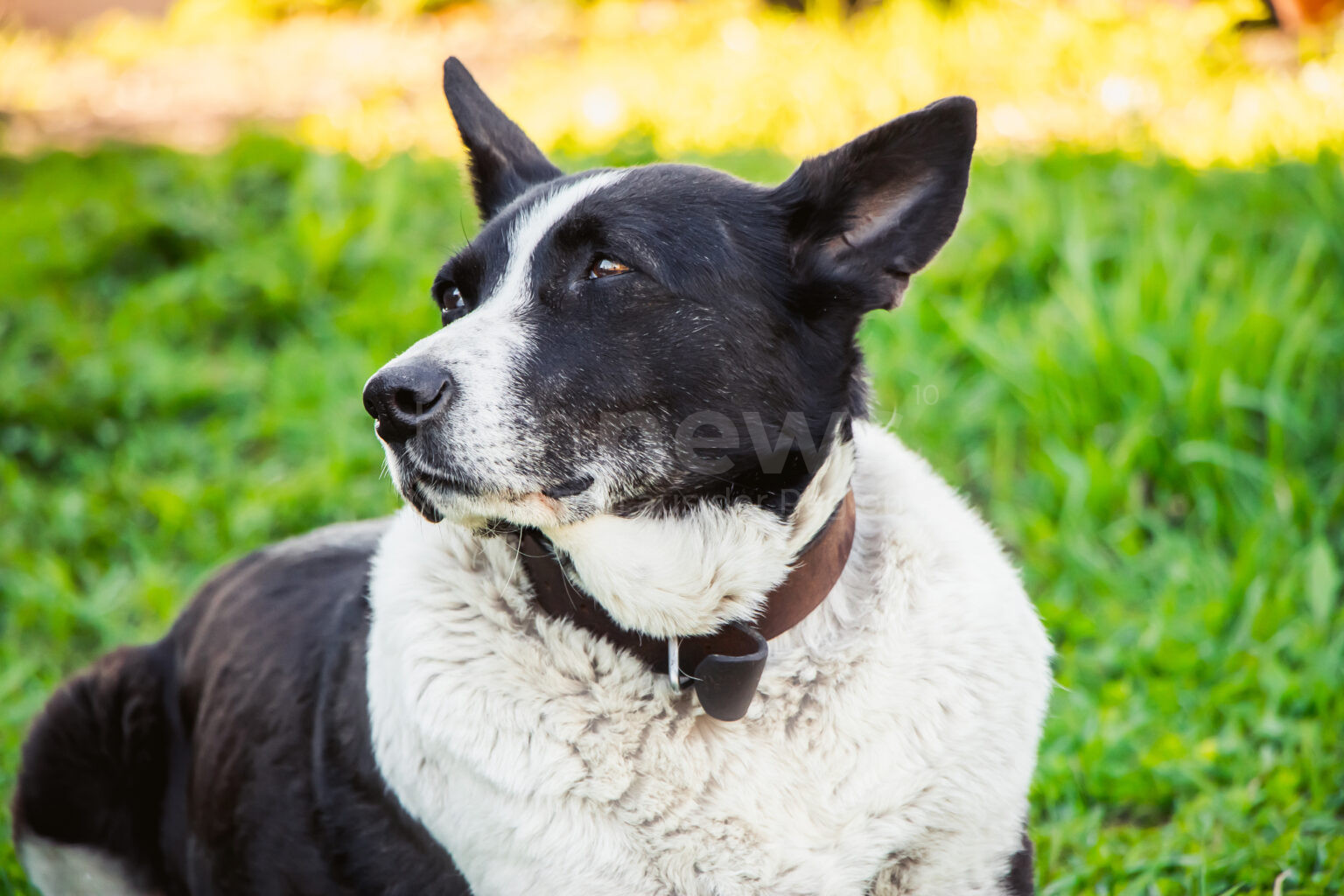 STUTTGART – Hunde und Katzen verlieren ihr Winterfell! 🐾 PETA-Experte gibt Tipps zum Fellwechsel und zur Ernährung für gesundes, glänzendes Fell.