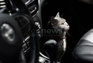 MÜNCHEN – Mittwoch (12.03.2025) rettete die Feuerwehr einen Kater aus einem Motorraum in Obersendling. Tier wohlauf, kein Sachschaden. 🐱🚒