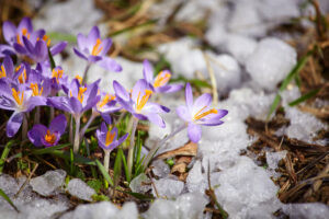 BAYERN – Nach dem Frühlings-Intermezzo bringt eine Kaltfront Schnee, Frost und Glätte. In der Nacht zum Donnerstag (14.03.2025) sinkt die Schneefallgrenze