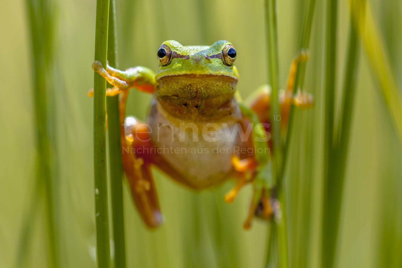 AFFING-MÜHLHAUSEN - Die Westumfahrung Mühlhausen verzögert sich weiter. Wegen des Laubfrosches müssen neue Lebensräume geprüft werden. 🐸🚧